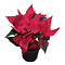  Poinsettia Red – Euphorbia pulcherrima