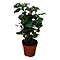  X1 - Camelia