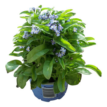 X3 - Myosotis
