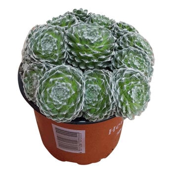 X3 - Sempervivum