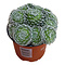  X3 - Sempervivum