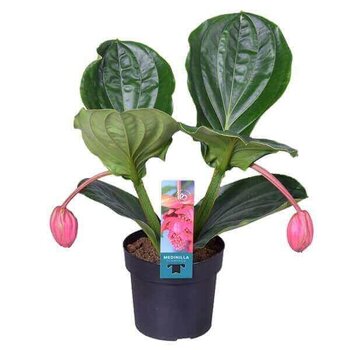 X1 - Medinilla