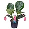  X1 - Medinilla