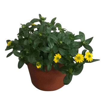 X3 - Zinnia rampant mexicain