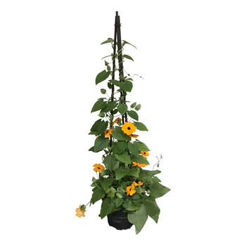 Thunbergia