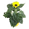  X2 - Sunflower