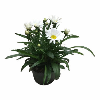 X1 - Margriet