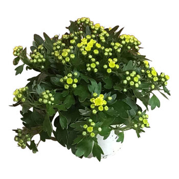 X3 - Chrysanthemum