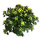  X3 - Chrysanthemum