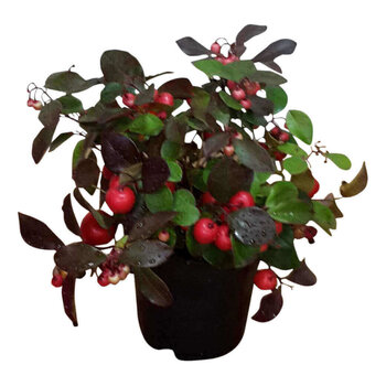 American wintergreen American wintergreen