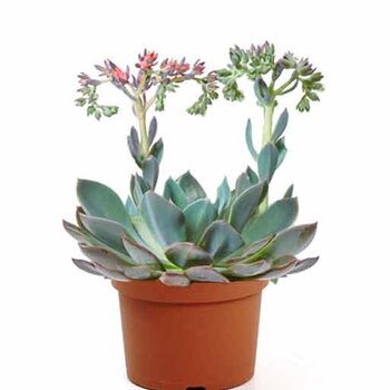 Echeveria