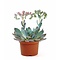  X1 - Echeveria