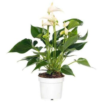 Firenze bloemenatelier X1 - Flamingoplant wit