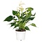  X1 - Flamingoplant