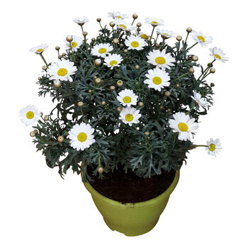 X1 - Marguerite or Marguerite daisy