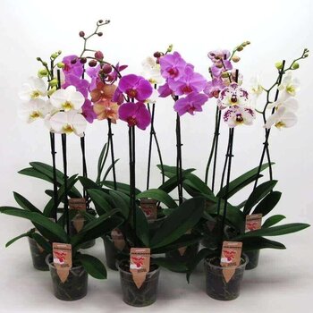 X1 - Orchidée papillon