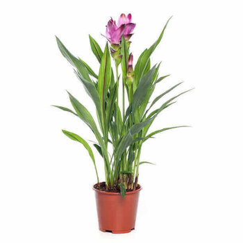 X2 - Curcuma longa