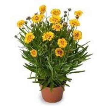 Coreopsis
