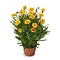  X2 - Coreopsis
