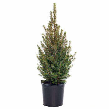 Épicéa nain - Picea