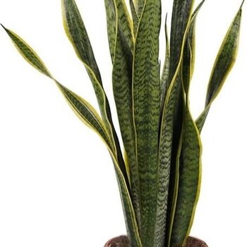 X1 - Snake plant