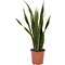  X1 - Snake plant