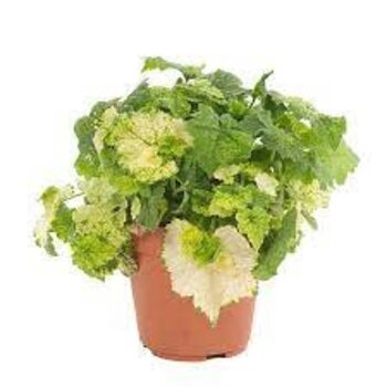 Piggyback plant - Tolmiea menziesii