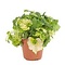  X2 - Piggyback plant