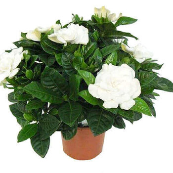 Cape Jasmine - Gardenia jasminoides