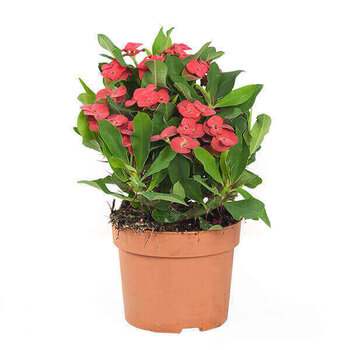 Couronne d’Épines - Euphorbia milii