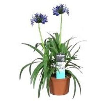 Lis d’Afrique - Agapanthus