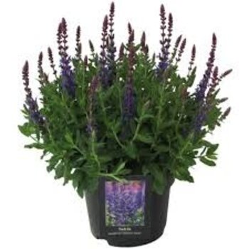 Salie - Salvia Nemorosa Sensation Deel Blue