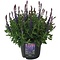  Sauge - Salvia Nemorosa Sensation Deel Blue