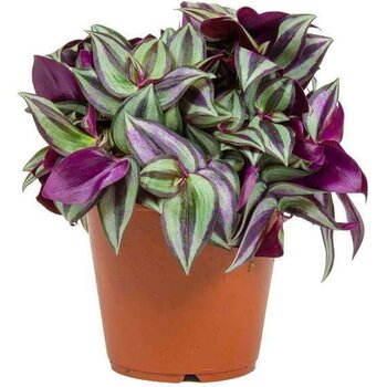Tradescantia zebrina