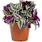  X1 - Spiderwort