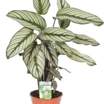 Prayer plants  - Calathea Whitestar