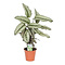  X1 - Pauwenplant Whitestar