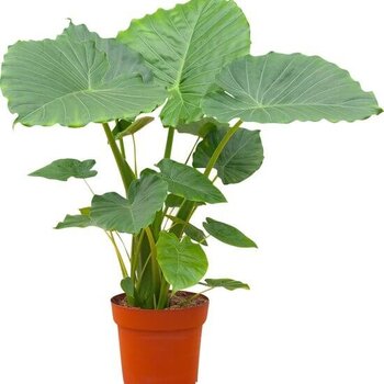 Olifantsoor - Alocasia Gageana