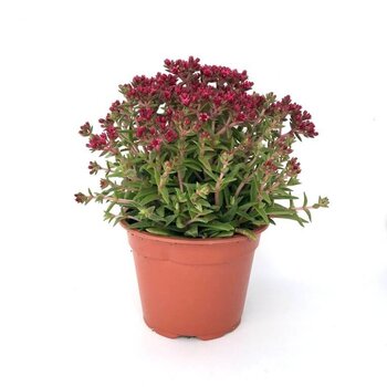 Vetkruid - Sedum spurium Spot on deep rose