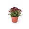  X2 - Sedum spurium
