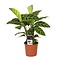  X1 - Zebraplant