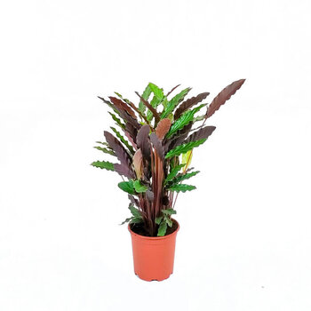 Fluwelen Calathea - Calathea rufibarba