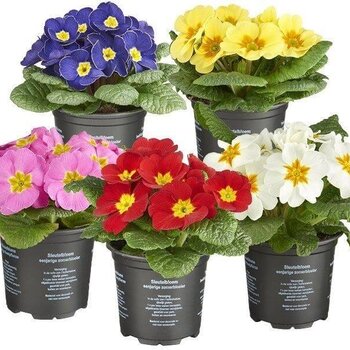 Primevère Sans Tige – Primula