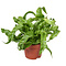  X2 - Bird's nest fern