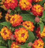 Lantana