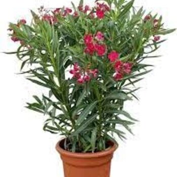 Oleander – Nerium Oleander