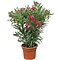  X1 - Oleander
