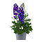  X1 - Larkspur