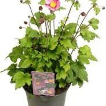 Autumn Anemone - Anemone