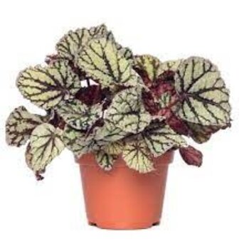 X1 - Leaf begonia